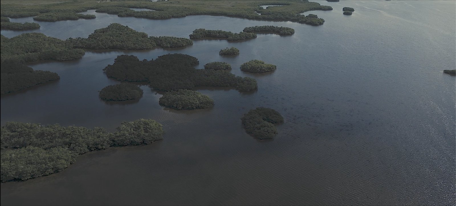 Aerial view of the mangrove islands and backwater flats